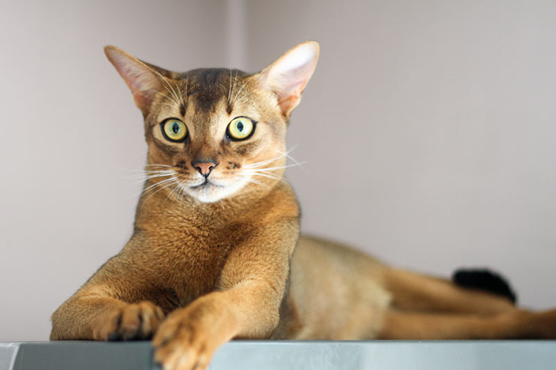 Abyssinian Cat
