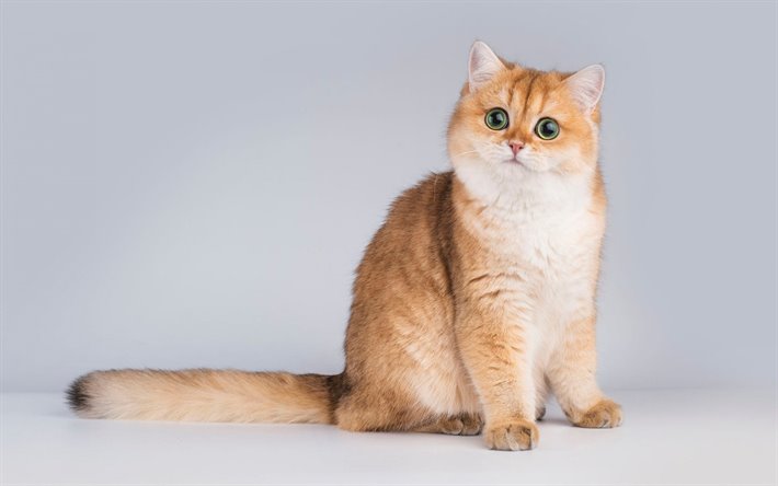 British Shorthair Cat