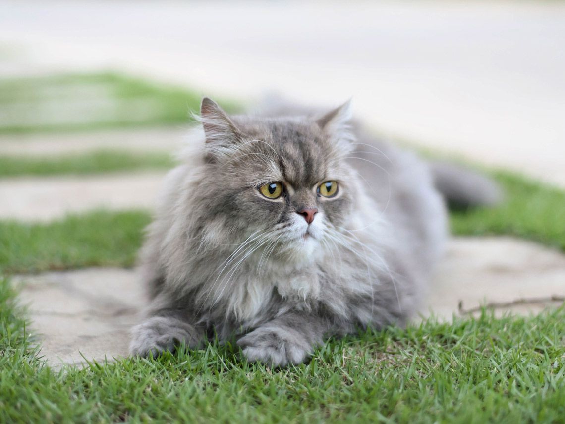 Persian Cat
