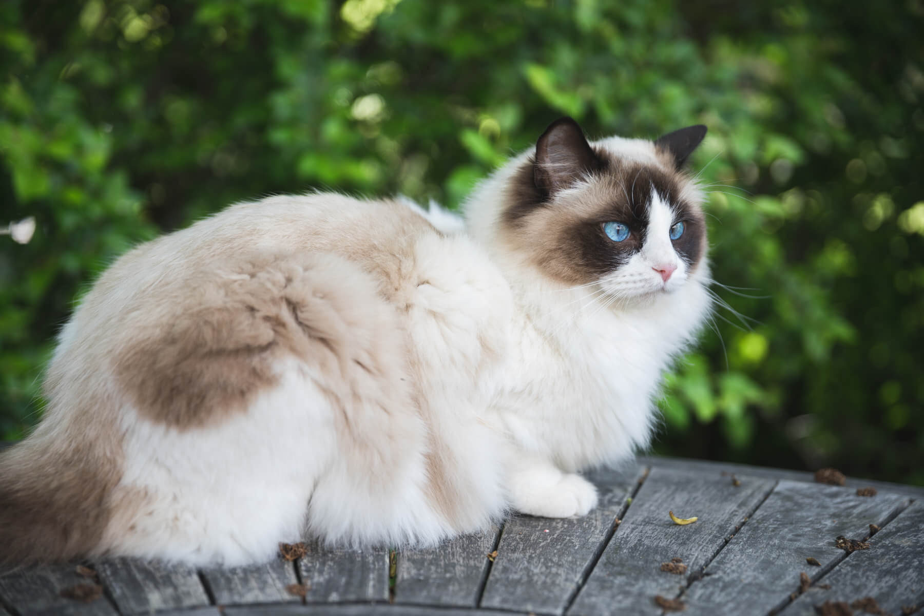 Ragdoll Cat